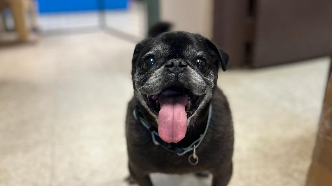 Monster the senior pug, smiling with tongue out